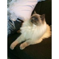 Blue point Ragdoll dekkater (getest)
