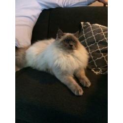 Blue point Ragdoll dekkater (getest)