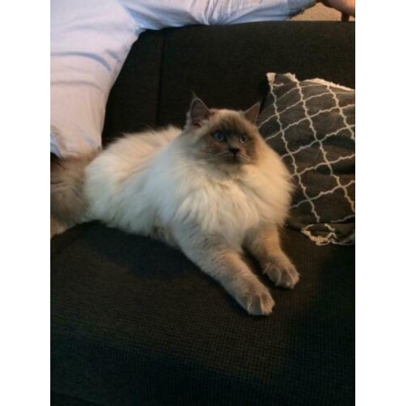 Blue point Ragdoll dekkater (getest)