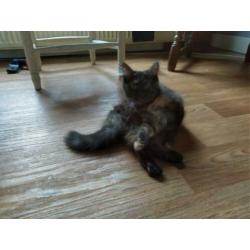 Kittens poes en een kater