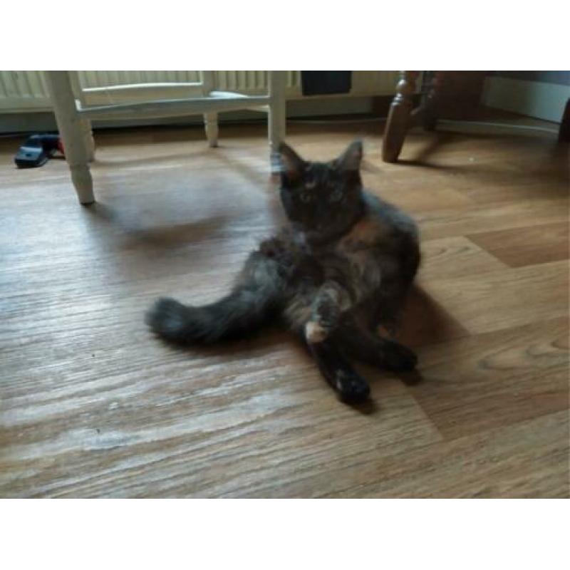Kittens poes en een kater