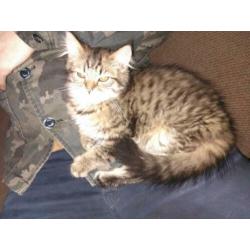 Kittens poes en een kater