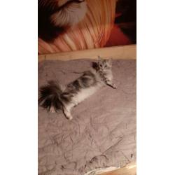 Maine Coon nestje verwacht eind april!