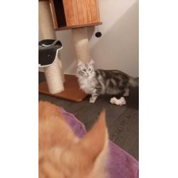 Maine Coon nestje verwacht eind april!