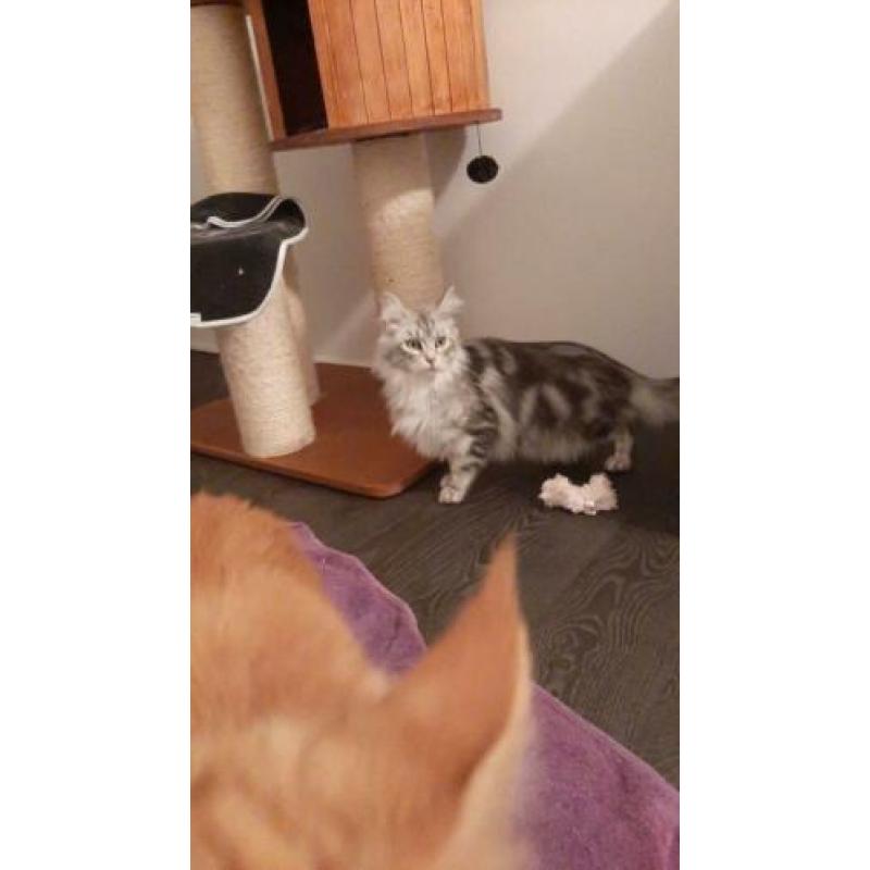 Maine Coon nestje verwacht eind april!