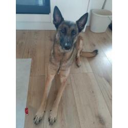 Mechelse Herder teefje gesteriliseerd 6 jaar oud