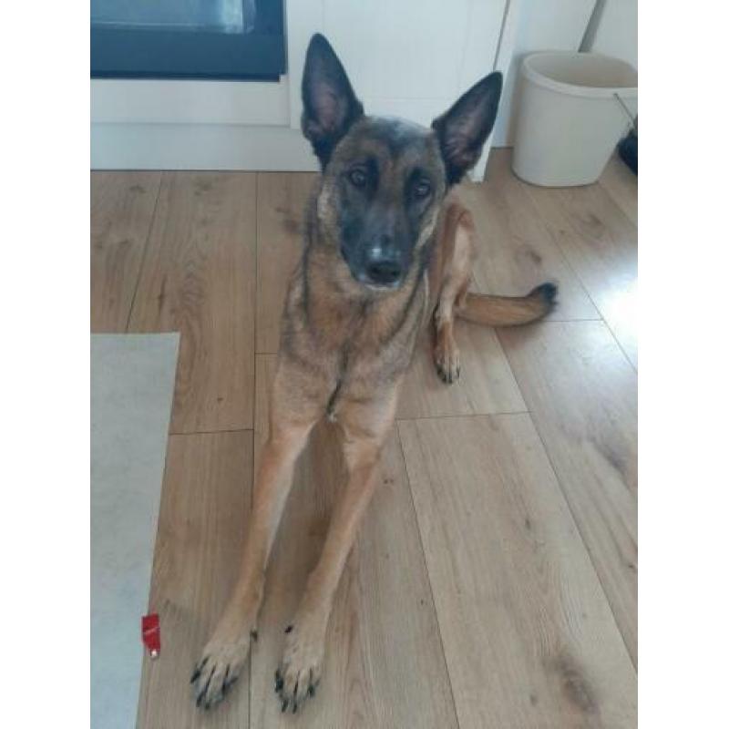 Mechelse Herder teefje gesteriliseerd 6 jaar oud