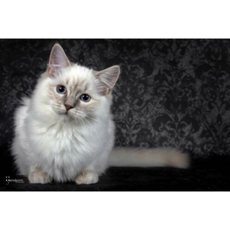 Ragdoll poesje 7 maand te koop