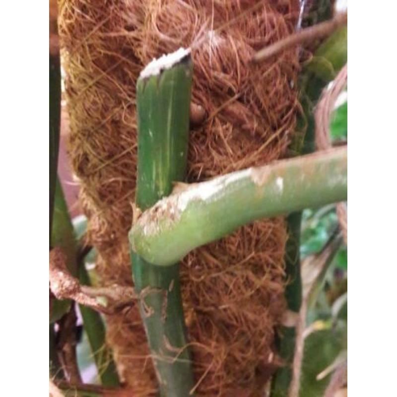 Monstera variegata stek