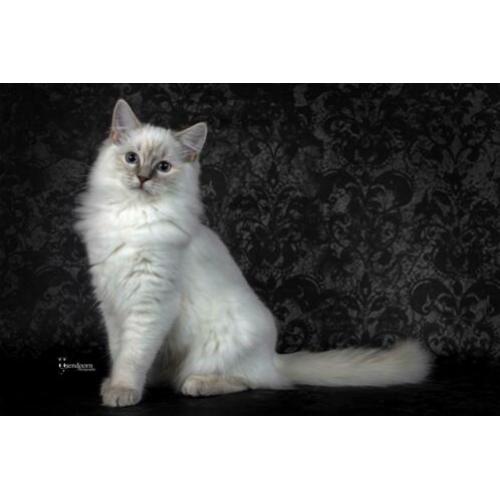 Ragdoll poesje 7 maand te koop