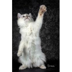 Ragdoll poesje 7 maand te koop