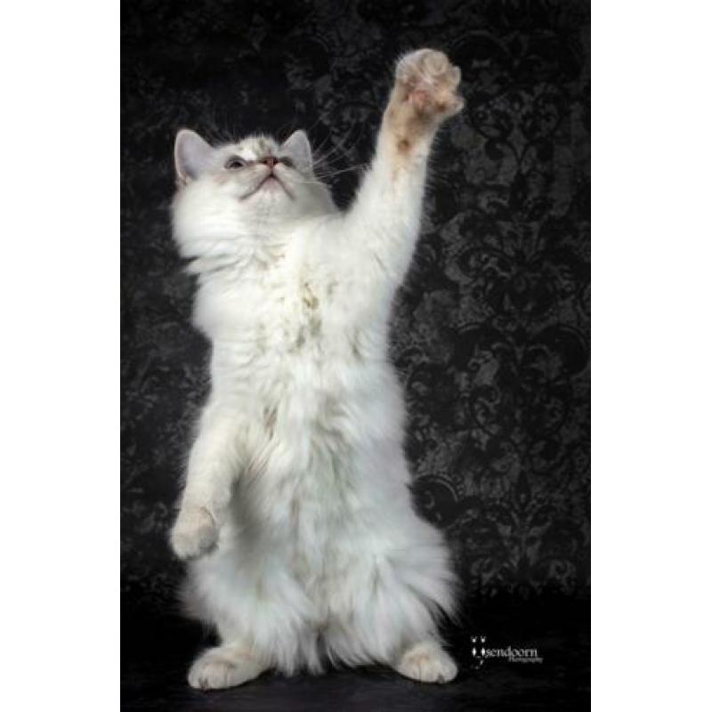 Ragdoll poesje 7 maand te koop