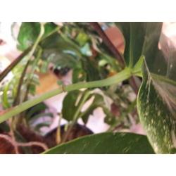 Monstera variegata stek