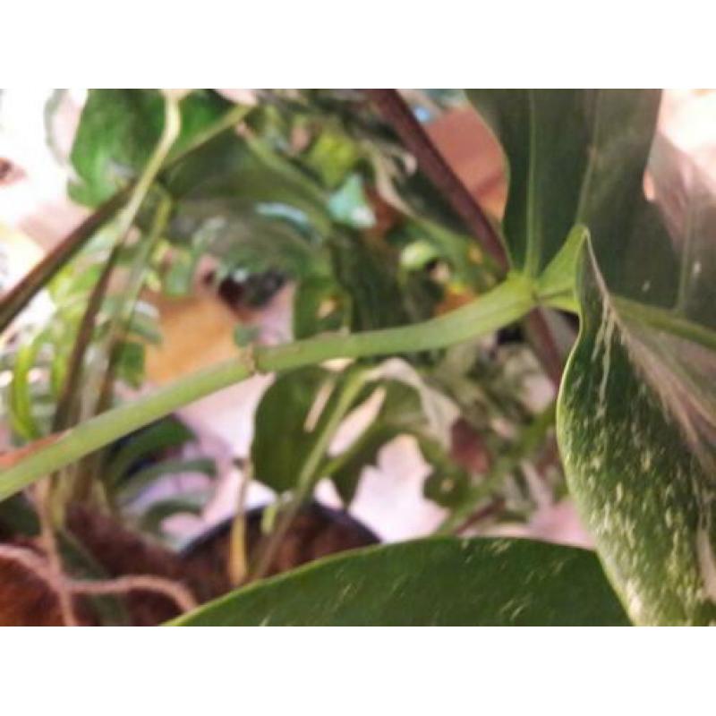 Monstera variegata stek