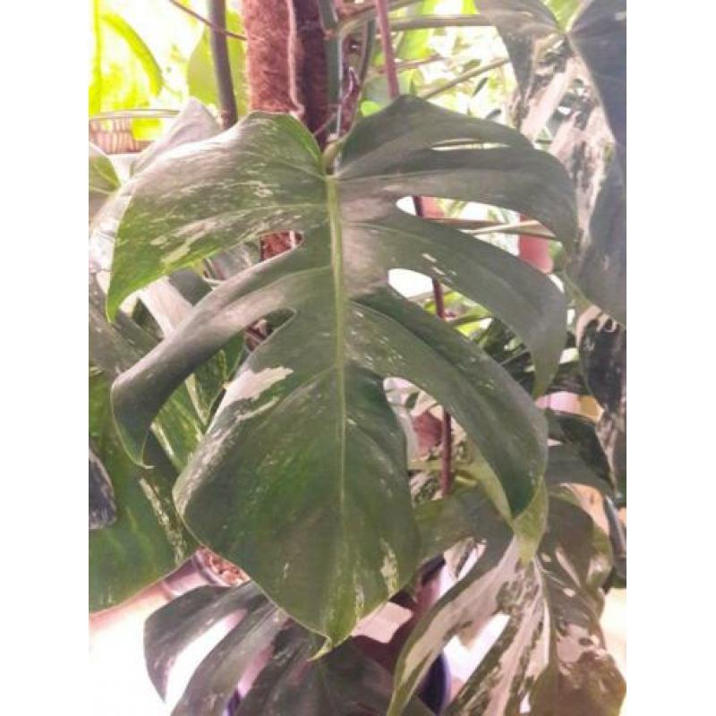 Monstera variegata stek