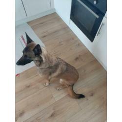 Mechelse Herder teefje gesteriliseerd 6 jaar oud