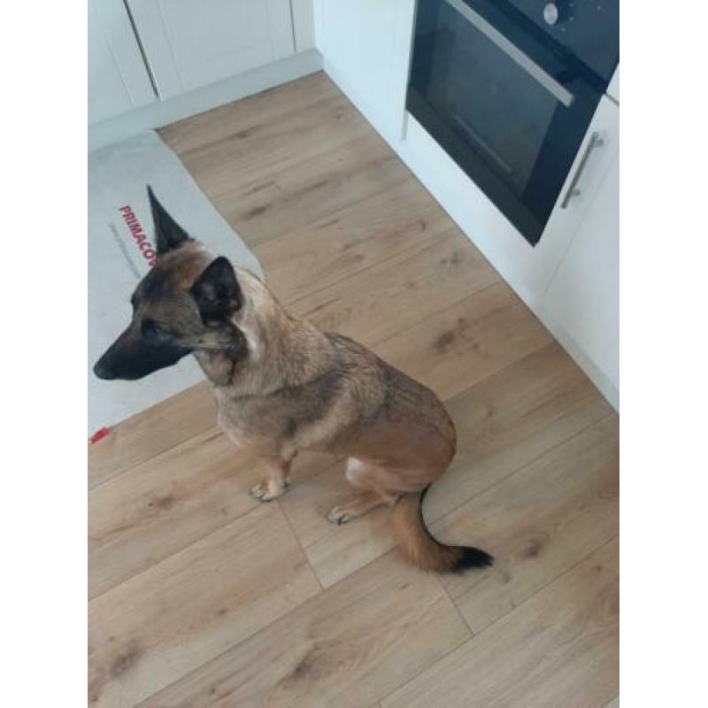 Mechelse Herder teefje gesteriliseerd 6 jaar oud