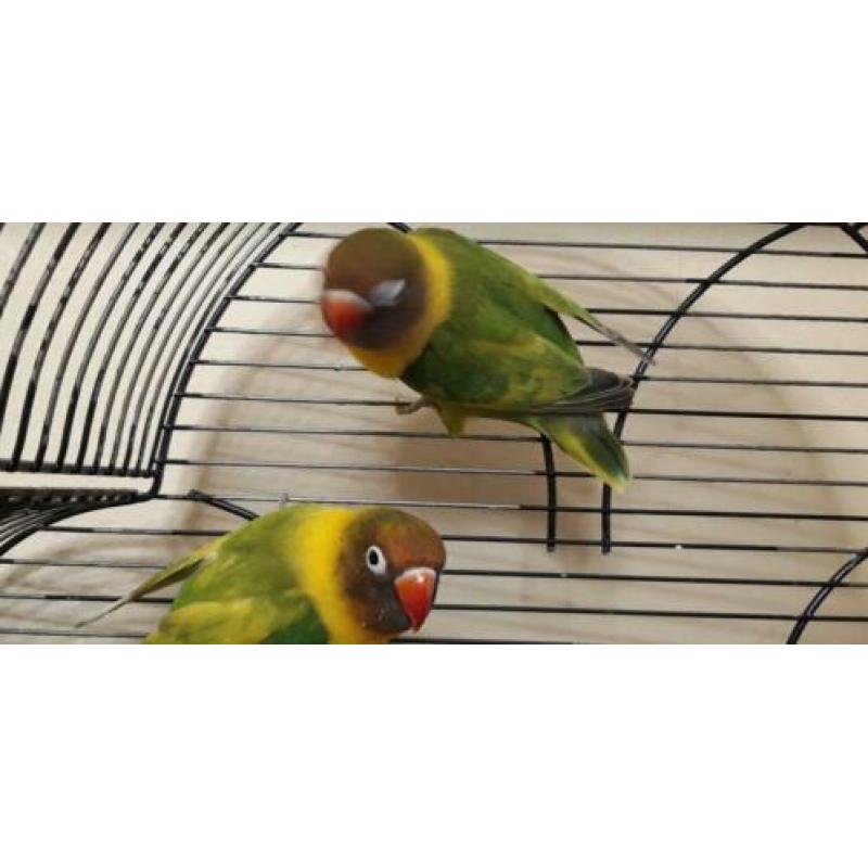 Bonte Personata's