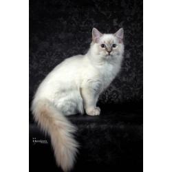 Ragdoll poesje 7 maand te koop