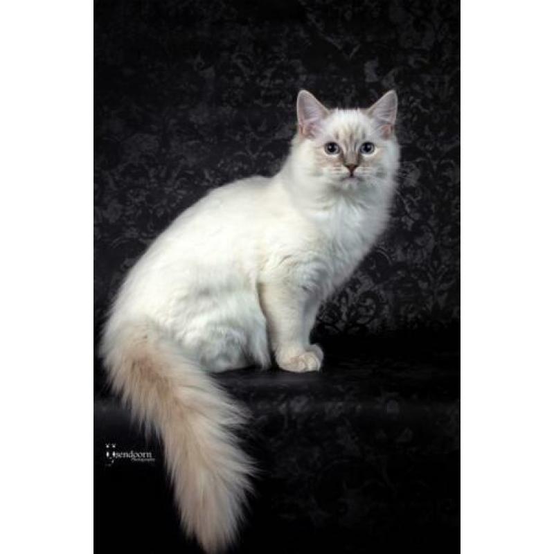Ragdoll poesje 7 maand te koop