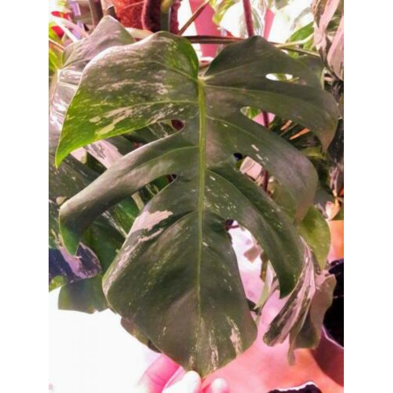 Monstera variegata stek