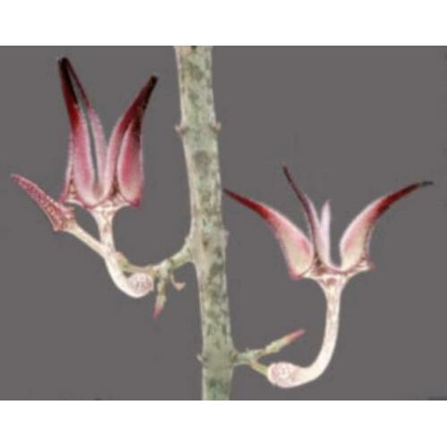 Caudex Seyrigia Multiflora uit Zuid Madagaskar (zeldzaam).