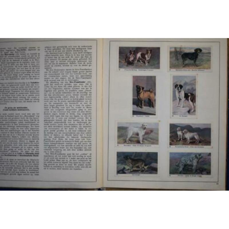 Plaatjes album- Honden in woord en beeld- K. Kuiper- 1930