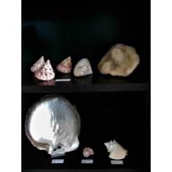 Taxidermie Verzameling grote EXOTISCHE schelpen met gegevens