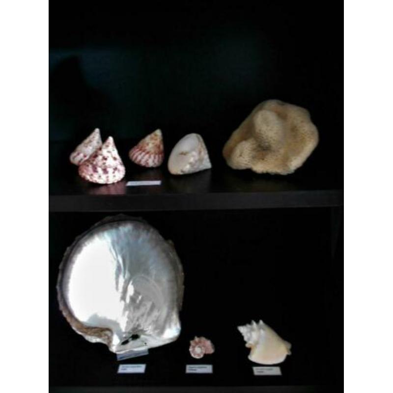 Taxidermie Verzameling grote EXOTISCHE schelpen met gegevens