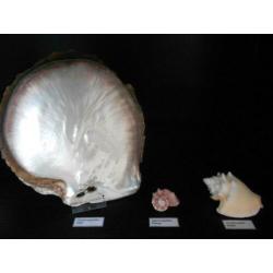 Taxidermie Verzameling grote EXOTISCHE schelpen met gegevens