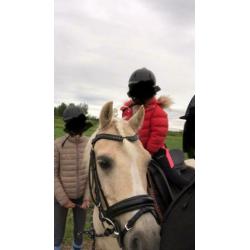 Palomino x welsh pony ruin