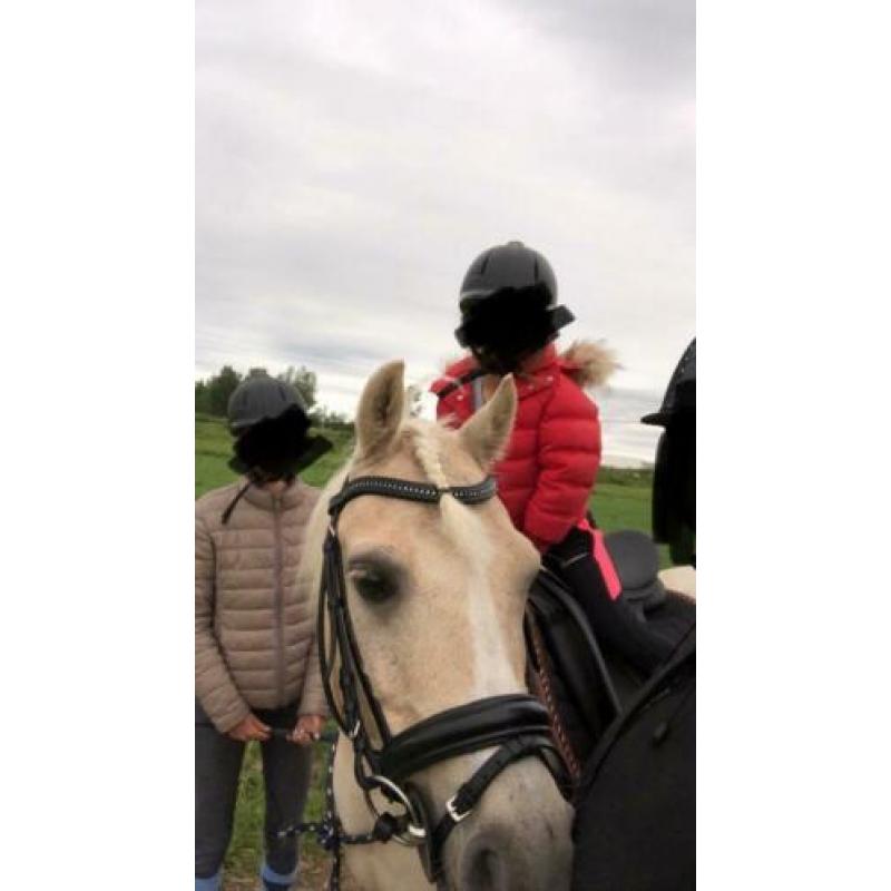 Palomino x welsh pony ruin
