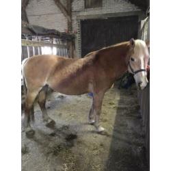 Betuigde haflinger merrie