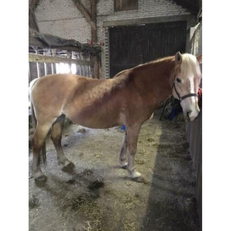 Betuigde haflinger merrie