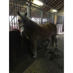 Betuigde haflinger merrie