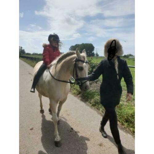 Palomino x welsh pony ruin