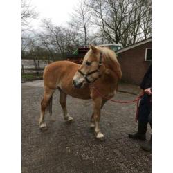 Betuigde haflinger merrie