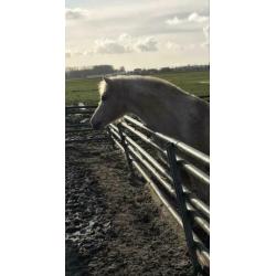Palomino x welsh pony ruin