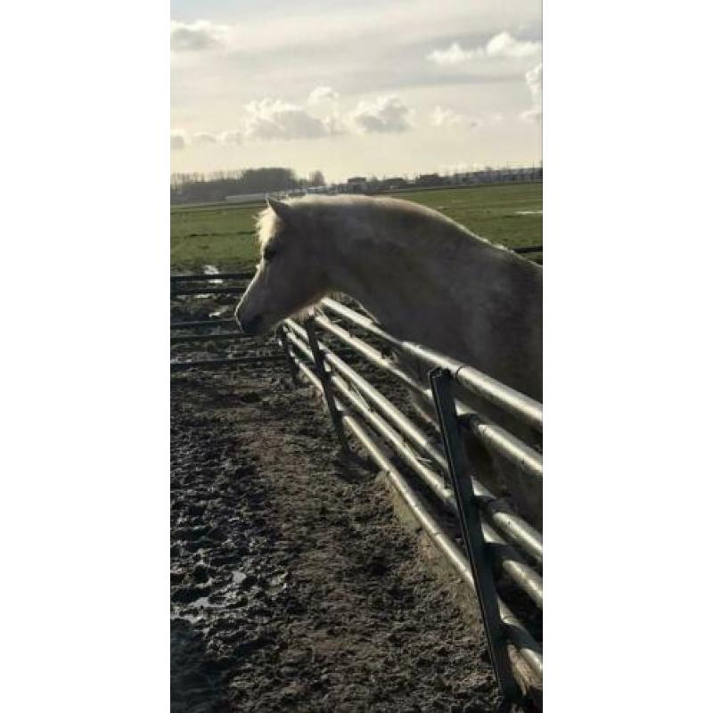 Palomino x welsh pony ruin