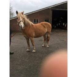 Betuigde haflinger merrie