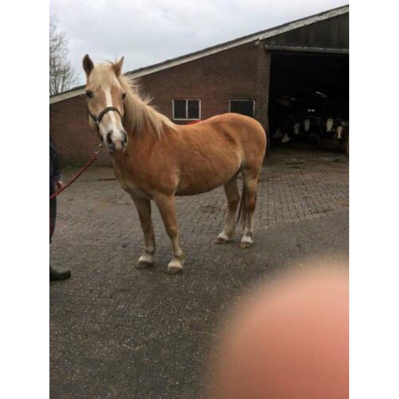 Betuigde haflinger merrie
