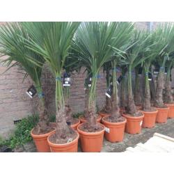 Trachycarpus Fortunei palmboom 140-150cm hoogte palmbomen