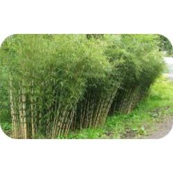 Bamboe Fargesia robusta Campbell, 10,- pst., woekert niet
