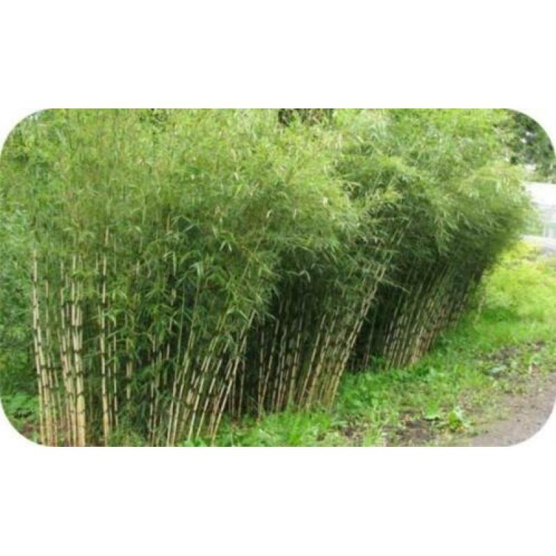 Bamboe Fargesia robusta Campbell, 10,- pst., woekert niet