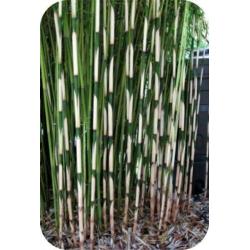 Bamboe Fargesia robusta Campbell, 10,- pst., woekert niet