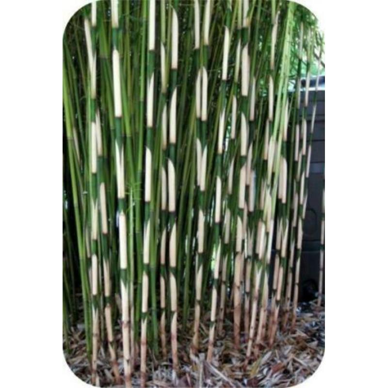Bamboe Fargesia robusta Campbell, 10,- pst., woekert niet