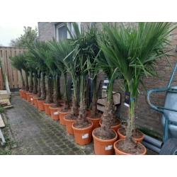 Trachycarpus Fortunei palmboom 140-150cm hoogte palmbomen