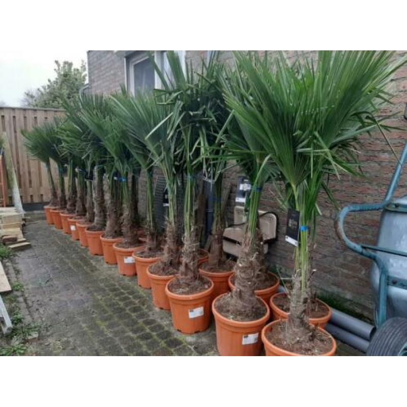 Trachycarpus Fortunei palmboom 140-150cm hoogte palmbomen