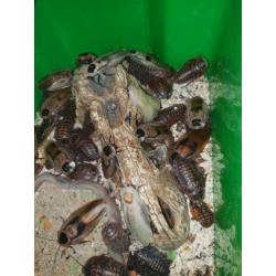 Kakkerlakken te koop diverse soorten