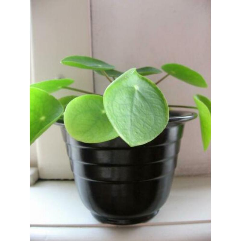 Art deco zwarte Adco bloempot, zeldzaam!